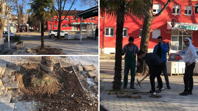 Bizarne scene u Mostaru: Htjeli prodati gradsku palmu preko oglasnika, krenuli je iskopavati