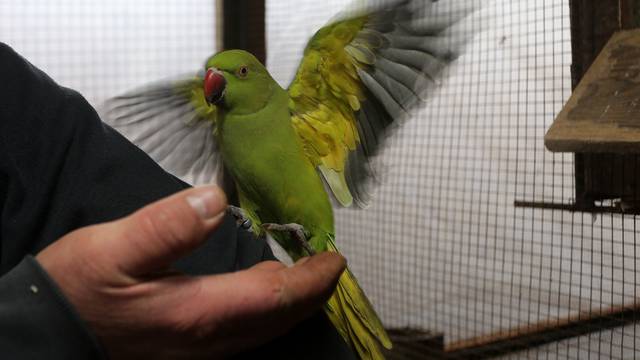 Ma, kakva Amerika: Najljepše papigice svijeta su iz Osijeka