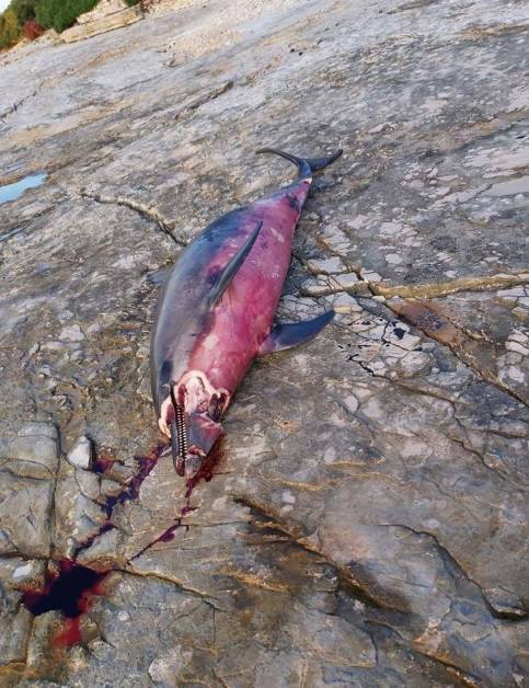 Puljani naletjeli na izbodenog delfina:  'Ležao je u lokvi krvi'