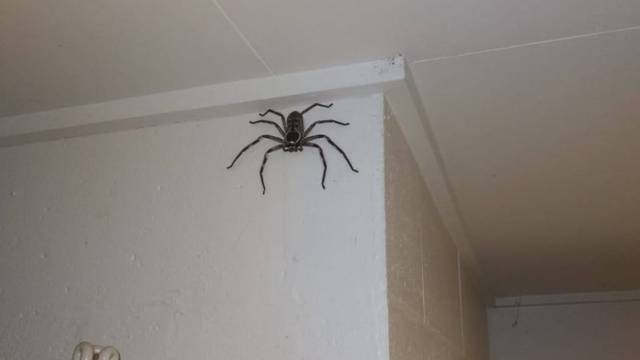 Hvala, ali ne! Australac s ovim paukom živi već  godinu dana