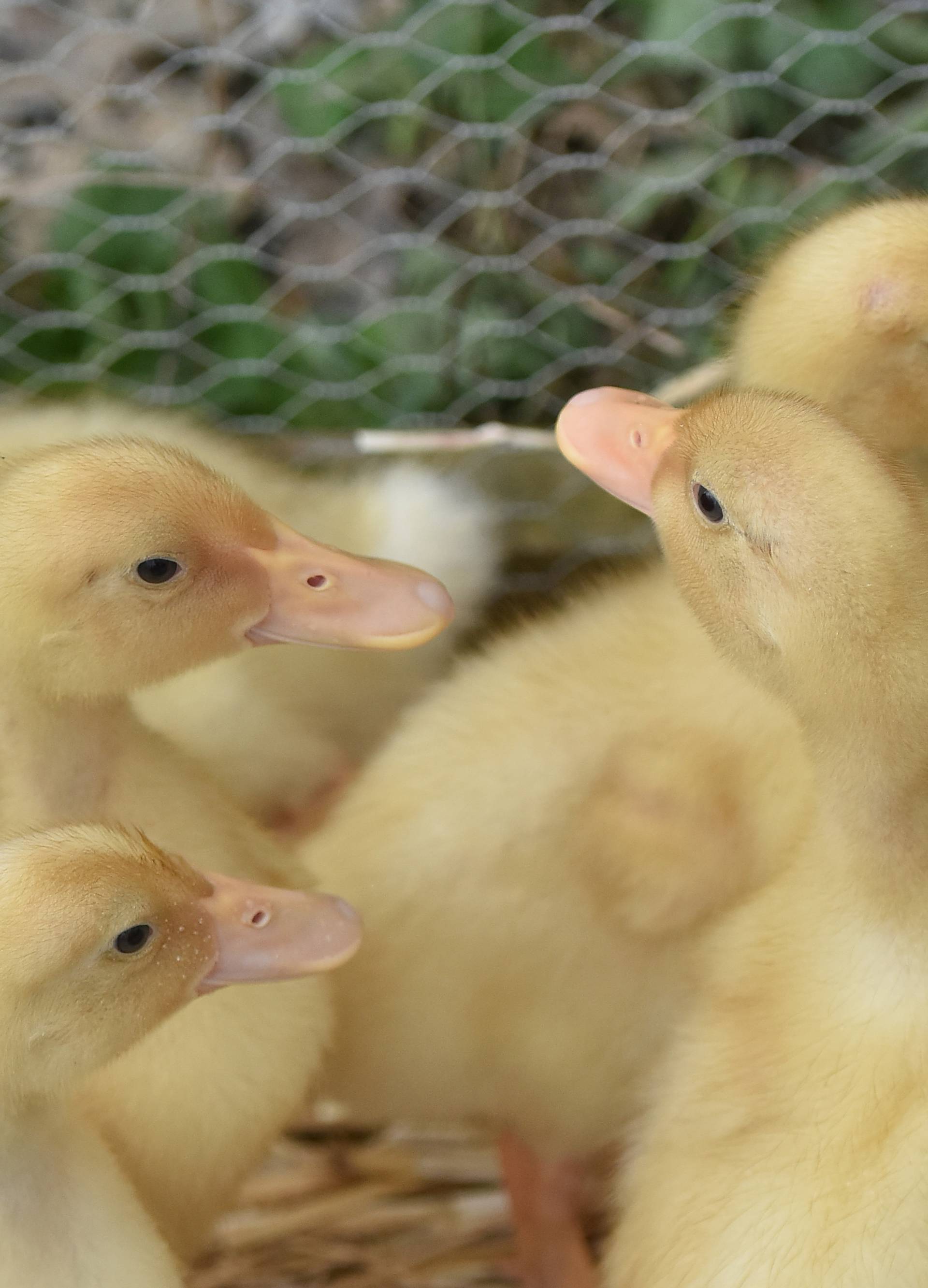 Kupila patke i spasila ih od lonca, a čuvaju ih psi iz azila