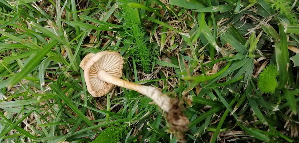 Vilino kolo: Prirodni fenomen u kojem gljive mogu rasti u krug