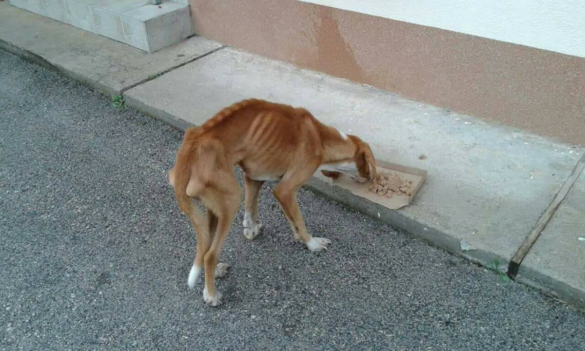 Pomozite mu da preživi: Brook je vrlo loše, sama kost i koža