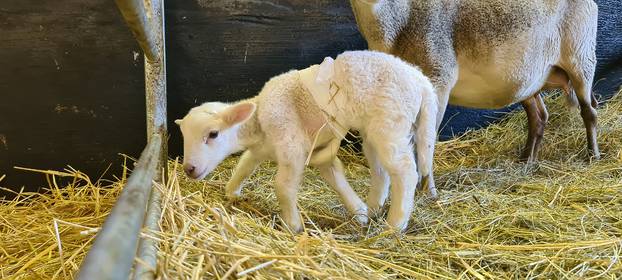 Six-legged sheep is born in Kranichau