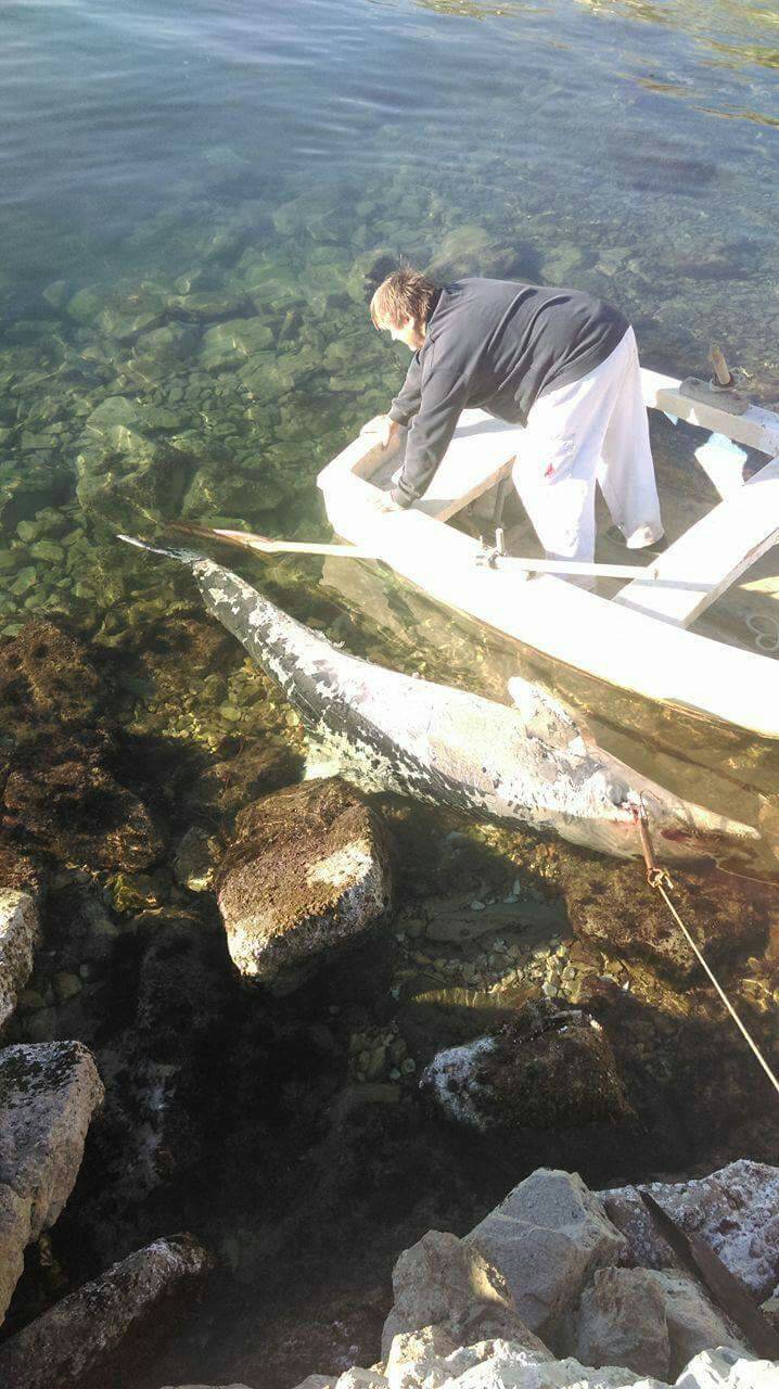 'Vidjela sam dupina i čekala da skoči, ali bio je nažalost mrtav'