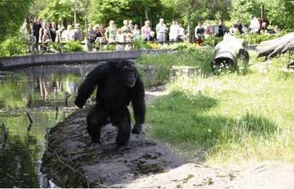 Čimpanzin plan o napadu na ljude zadivio stručnjake