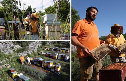 Pčelari iz Zagvozda: Naš med je poseban zbog lavande i kadulje