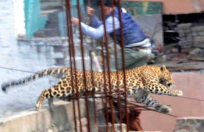 Panika u Indiji: Leopard ušao  u bolnicu, ozlijedio nekoliko ljudi