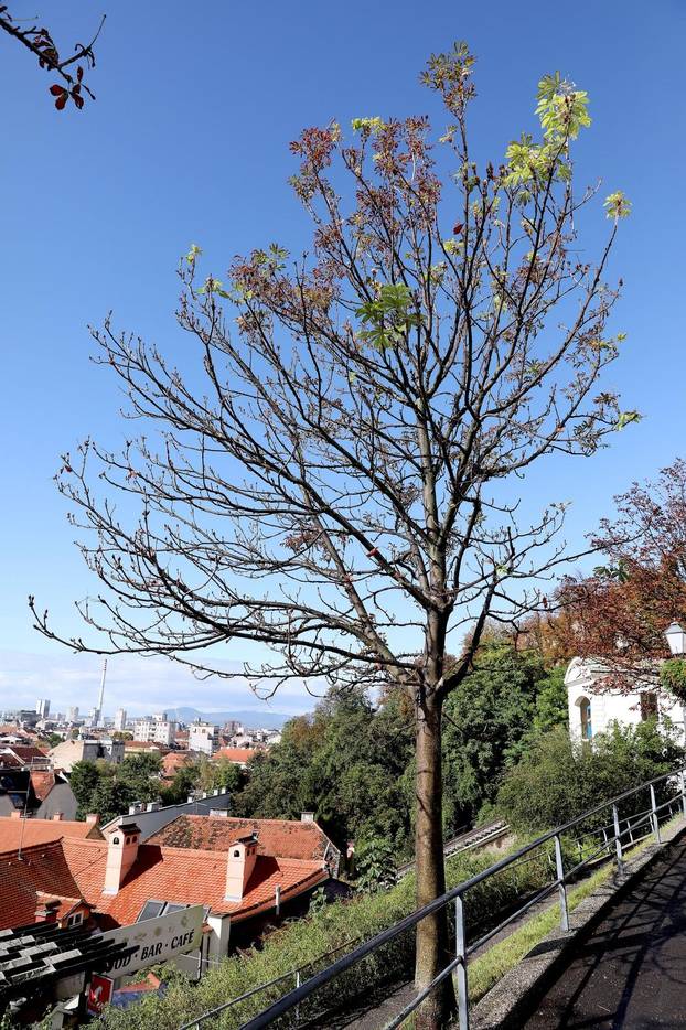 Zagreb: Na Gornjem gradu u listopadu drugi put ove godine procvali kesteni