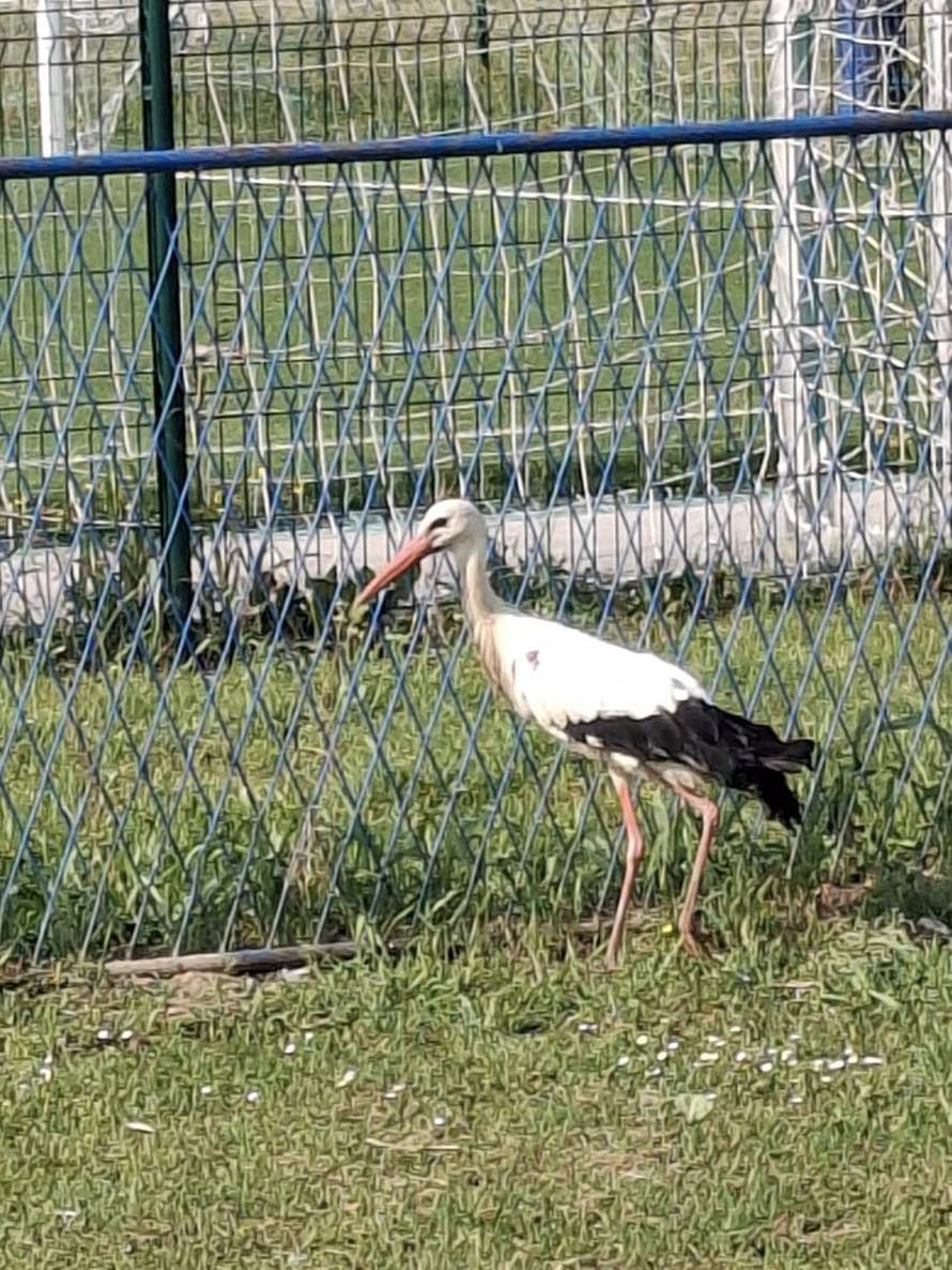 FOTO Bijela roda zapetljala se u mrežu gola u Zagrebu: 'Sanirali smo ranu, pratimo kud se kreće'