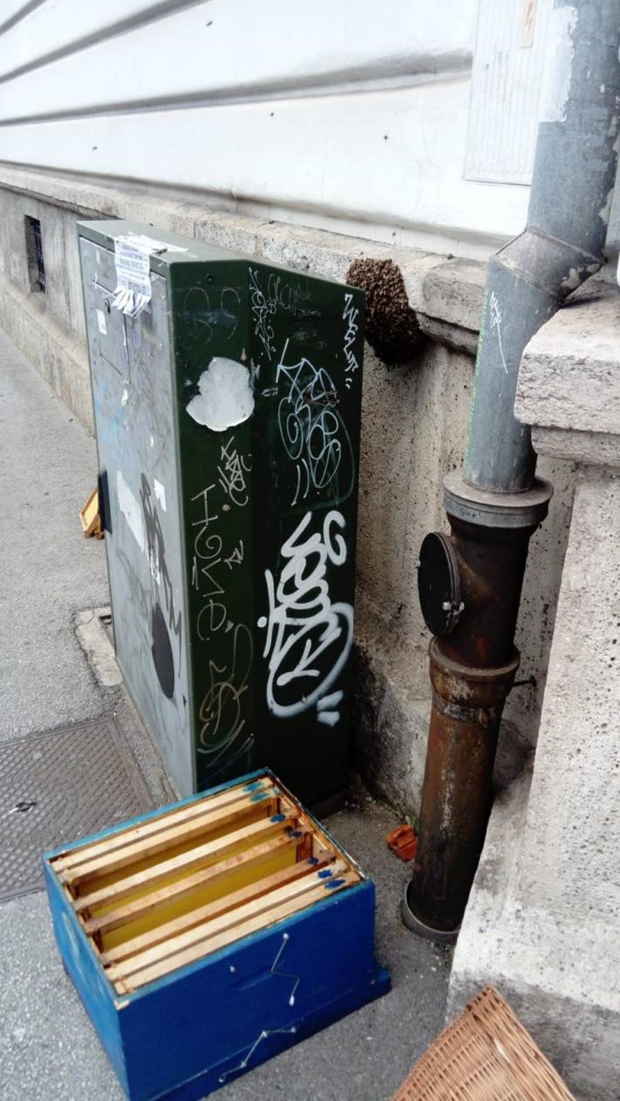 Spašavanje pčela u gradskim sredinama