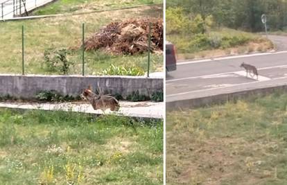 POGLEDAJTE SNIMKU Vuk šeće u centru Vrlike kraj kuća. Ranjen je u glavu?! Lovci: 'Tražimo ga'