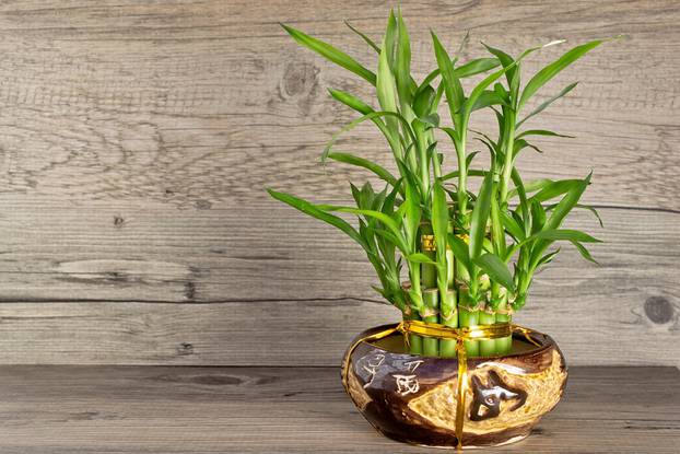 Bamboo in vase