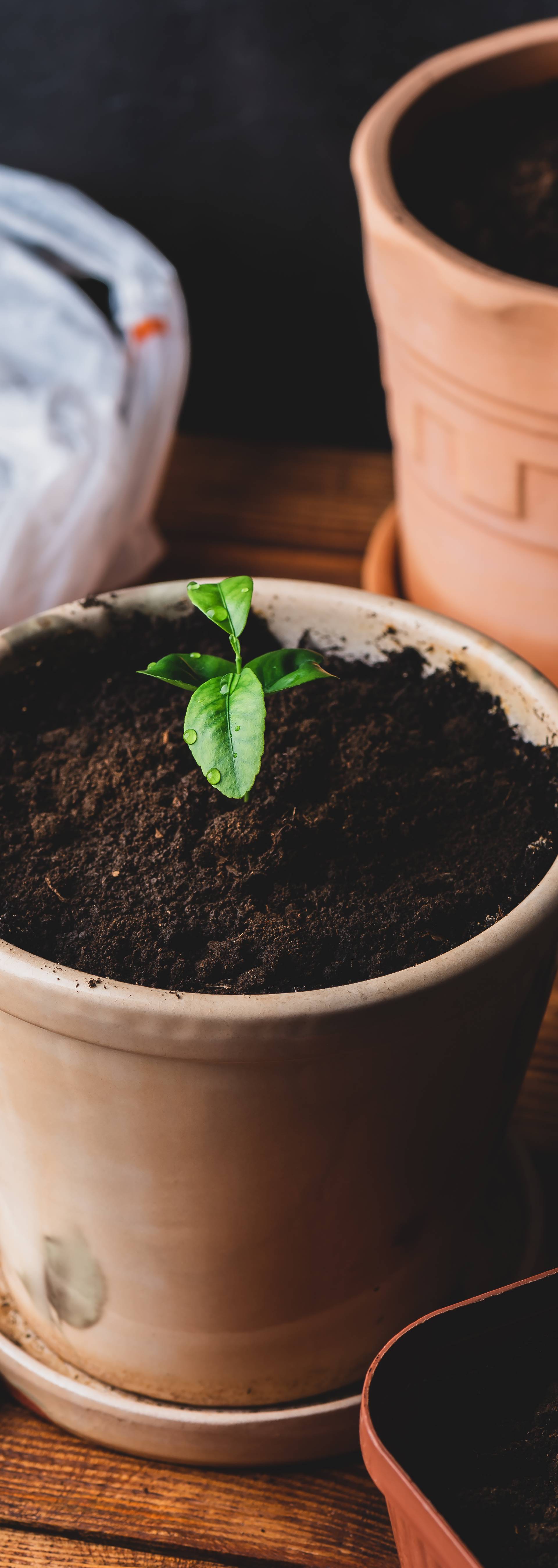 Young Tangerine Plant in a Ceramic Pot