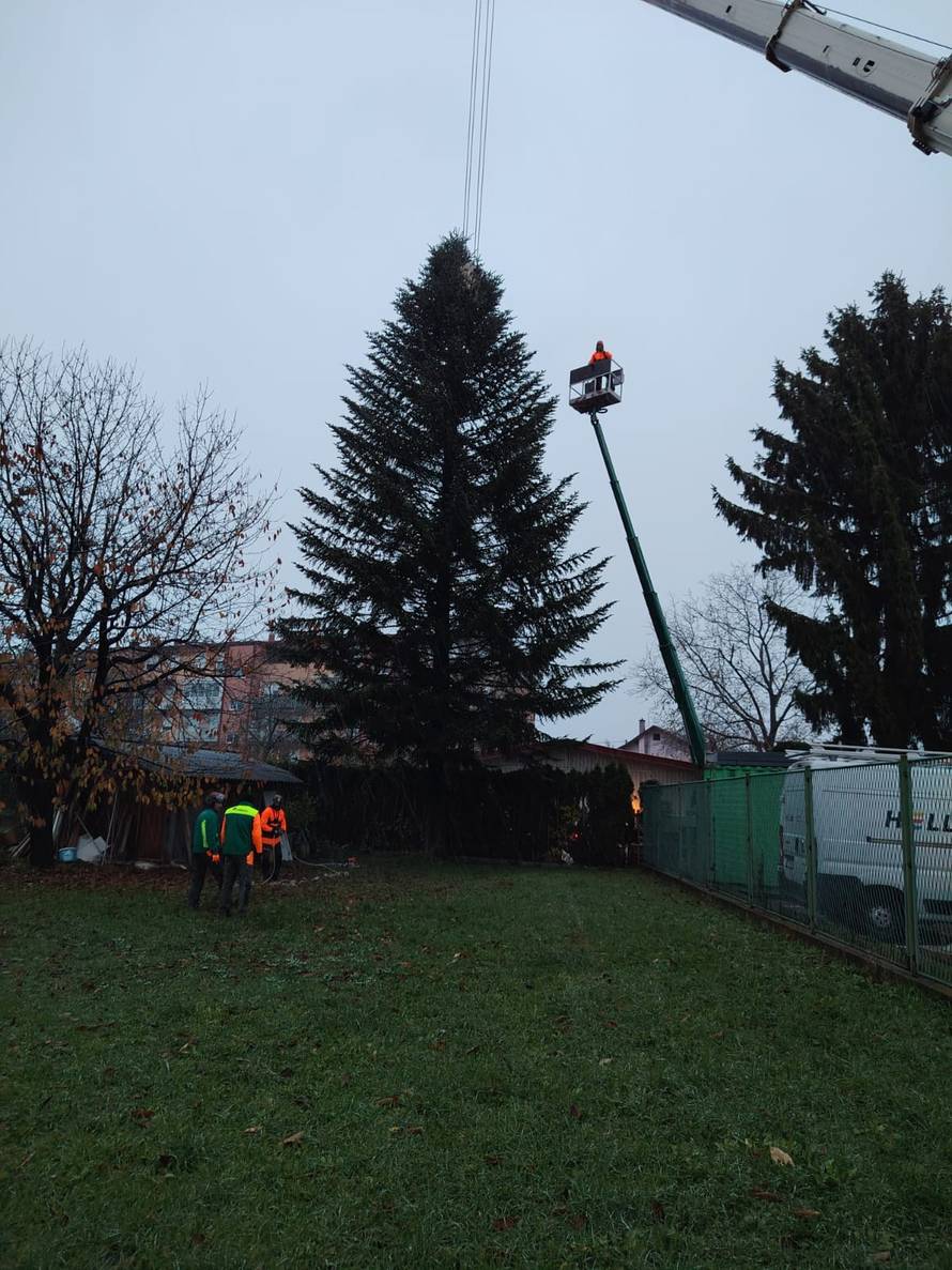 FOTO Ovo je jelka koje će ove godine biti na Trgu: 'Visoka je 18 metara, jako sam ponosan'