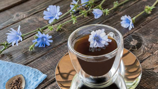 Chicory drink in thermo glass cup with fresh flowers