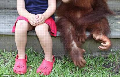 Majmun zagrlio prijateljicu koju nije vidio dvije godine