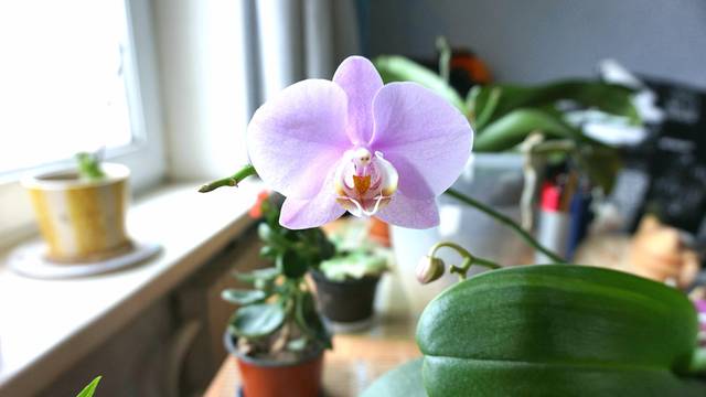 Idealna orhideja za svaku stranu svijeta: Phalaenopsis je idealan za istočne prozore