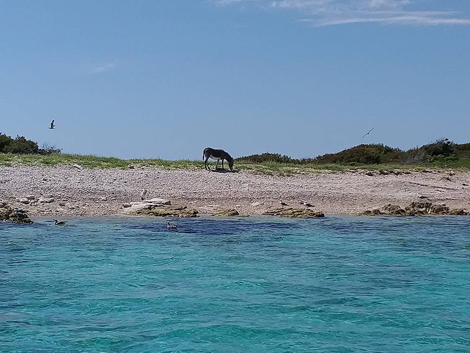 Ostavili magaricu na pustom otoku, nitko joj ne želi pomoći