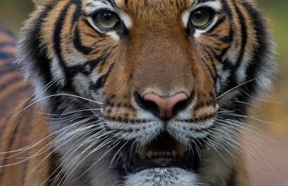 Indijska policija ubila je 'tigra ljudoždera' u velikoj operaciji