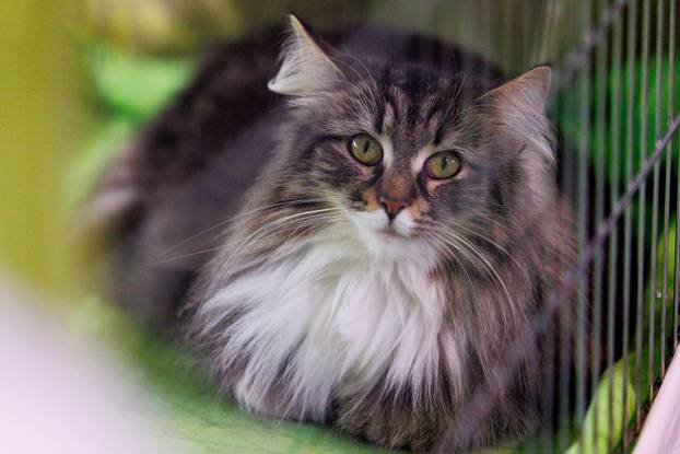 U Rijeci se održava Međunarodna izložba mačaka