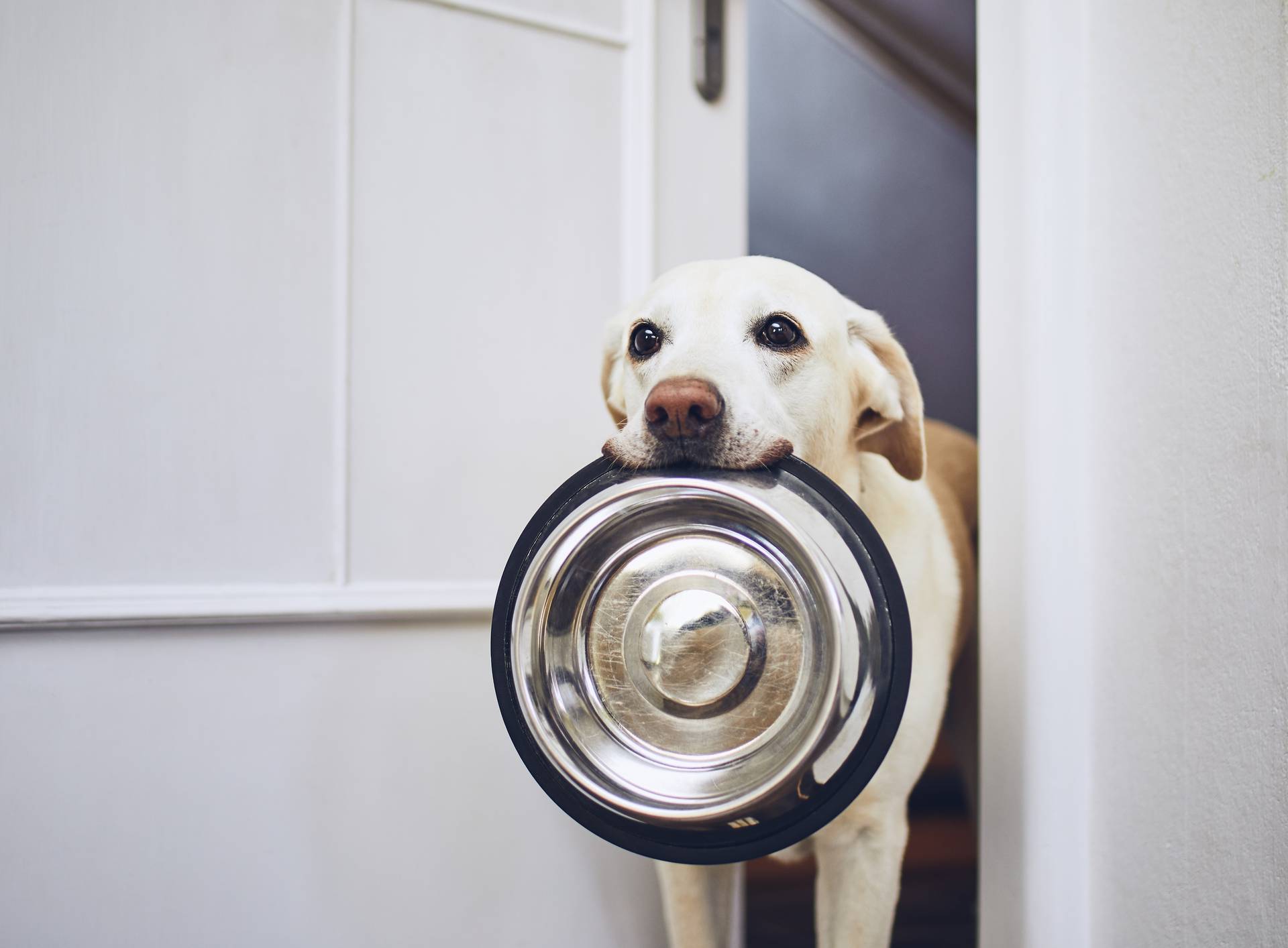 Dog waiting for feeding