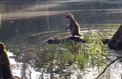 Taksigator: Rakuna preko rijeke prevezao aligator