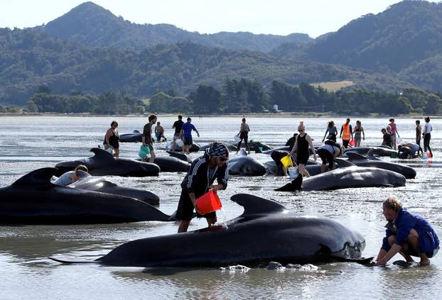 Volunteers try to assist some more stranded pilot whales that came to shore in the afternoon after one of the country's largest recorded mass whale strandings, in Golden Bay, at the top of New Zealand's South Island