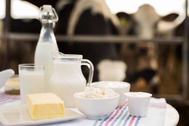 Milk, cottage cheese, cream, cheese on table against background of cows