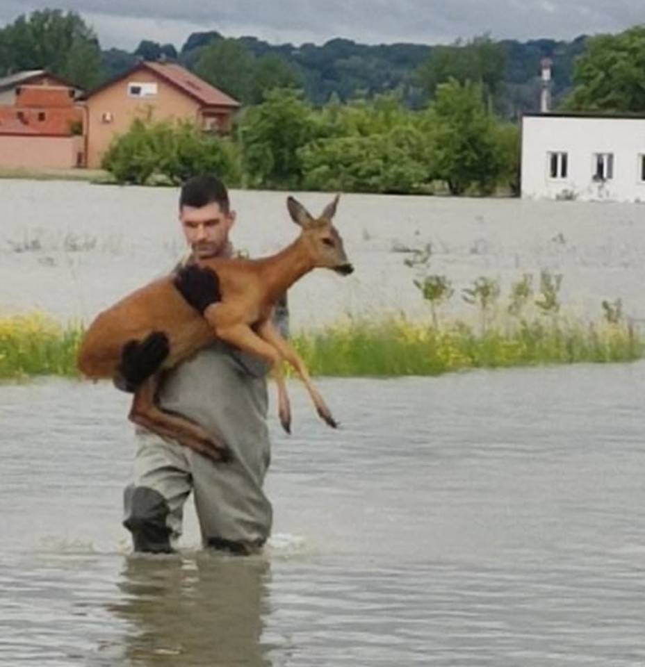 FOTO U sigurnim rukama: Mladi karlovački vatrogasac iz vode izvukao srnu, nosio je u naručju