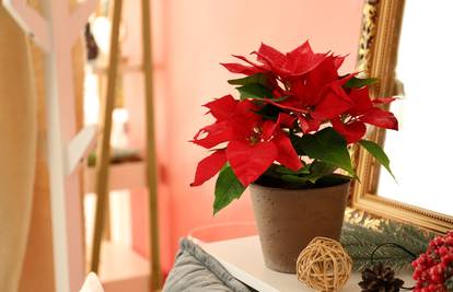 Vodič za božićnu zvijezdu: Kako odabrati zdravu biljku i brinuti se o njoj na pravilan način