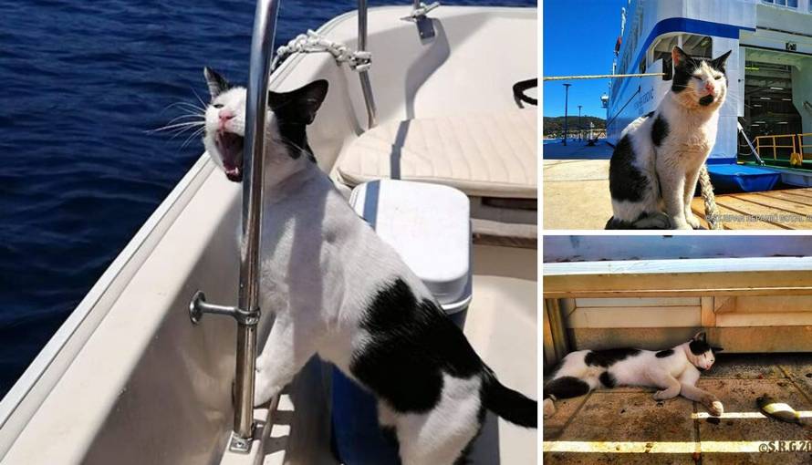 Lučki diže prašinu: 'Odakle ti pravo da ga otmeš i kastriraš?'