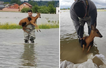 'Išao sam po srnu koja se davila pod vodom, a ona mi je sama skočila u naručje. Oporavila se'