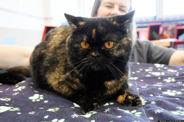 Otvorena revijalna izložba mačaka u Sisku 