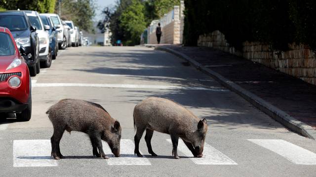 Kuda idu divlje svinje? Ovih dana u Izraelu - baš posvuda!