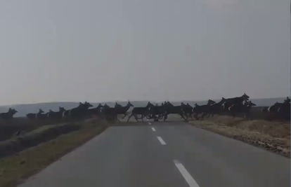 Krdo jelena pretrčavalo cestu u Baranji: 'Ovdje ih je oko 700!'