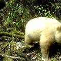 Prvi put ikada snimljena albino panda: Bila je snažna i stabilna