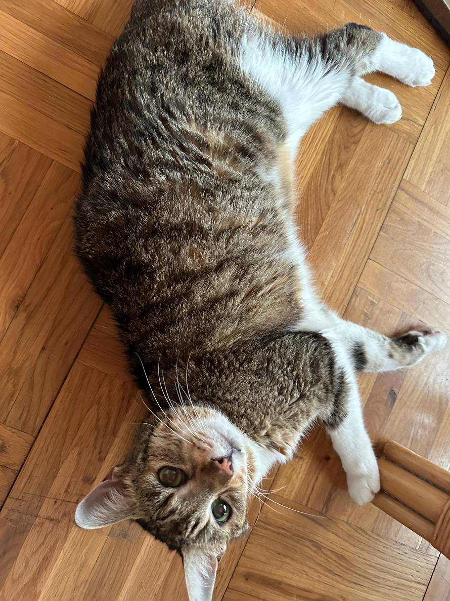 Zagrepčanin: 'Moja Šapica je najstarija maca u Hrvatskoj'