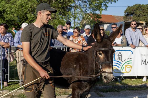 Pula: Održana je tradicionalna 55. Trka na tovari