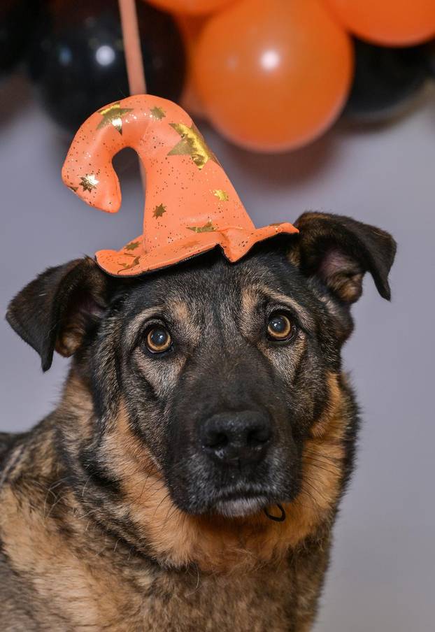 Sklonište u Dumovcu poziva na posebno jesensko udomljavanje pasa i mačaka