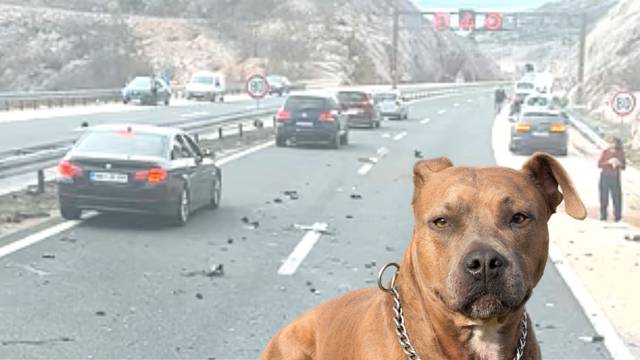 U autu smrti na A1 bio je i pas? 'Vidjeli su ga kako izbezumljeno trči po autocesti. Tražimo ga'