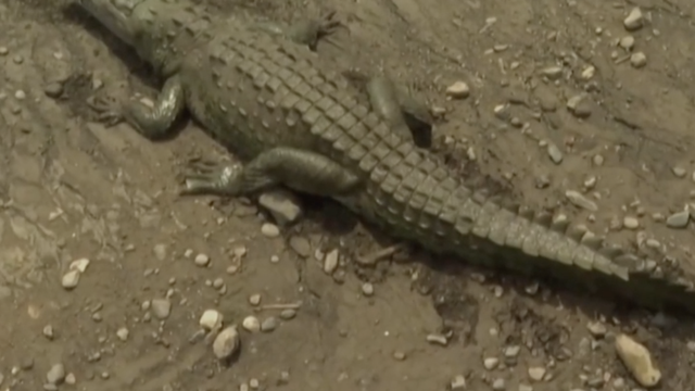 Smiješna turistička atrakcija: krokodili Fidel, Osama i Donald bore se u vodama Kostarike
