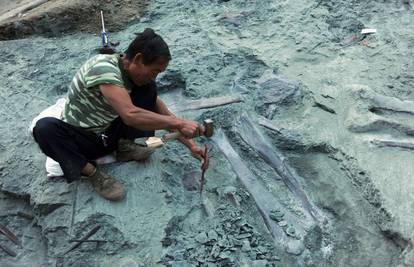 Kina: Znanstvenici otkrili fosil nove vrste dinosaura