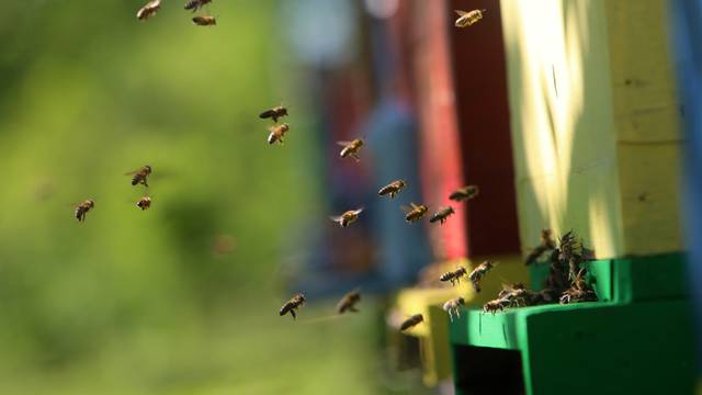 Međunarodni dan pčela obilježava se 20. svibnja