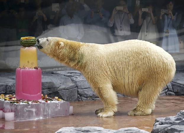 FILE PHOTO - Inuka, the first polar bear born in the tropics, enjoys an ice cake during its 25th birthday celebrations at the Singapore Zoo