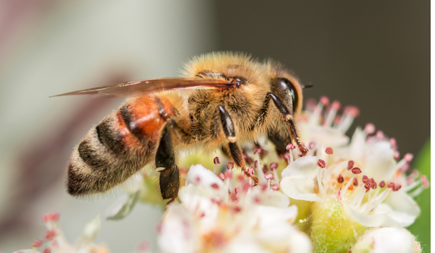 Svjetski je dan pčela! Znate li koliko su važne za naš planet?
