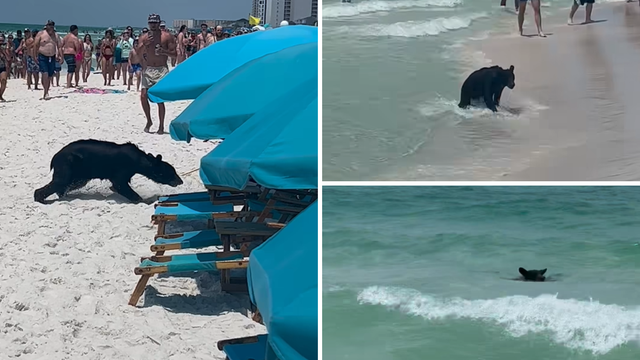 Snimili crnu zvijer usred plaže na Floridi: 'Hej, pa što on radi ovdje? Možda je na odmoru!'