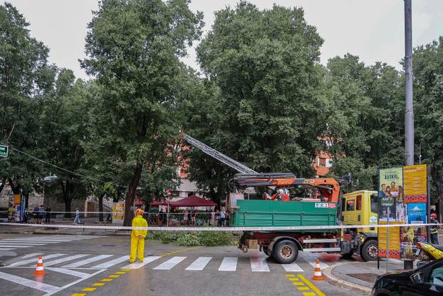 Pula: Srušeno napuklo stablo na Giardinima 