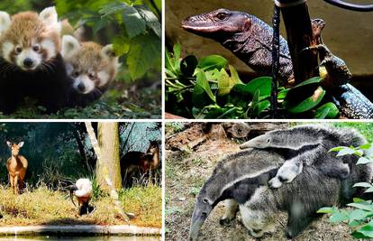 Zoološki vrt u Zagrebu dobio je puno mladunaca u ovoj godini