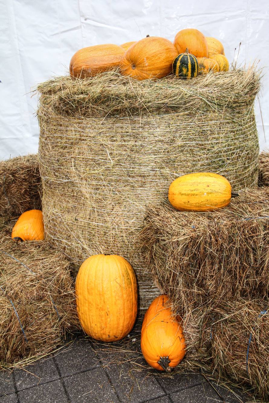 Jeste li ikad bili na Bundevijadi? Kraljica jeseni ovaj vikend održava se u Vrbovskom